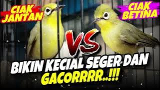 CIAK BETINA VS CIAK JANTAN KECIAL KUNING AMPUH BIKIN KECIAL SEGER DAN GACOR‼️