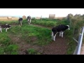 Смешные коровы SCOTLAND FUNNY COWS