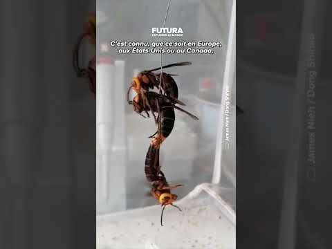 Les chercheurs veulent rendre les frelons infertiles pour sauver les abeilles !