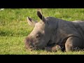 Wild Babies 4K - Amazing World of Young Animals Scenic Relaxation Film Mp3 Song