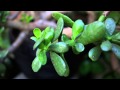 The Jade Plant - A great low maintenance plant for your indoor garden! - Crassula ovata