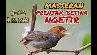 masteran prenjak betina ngetir jeda 1 menit