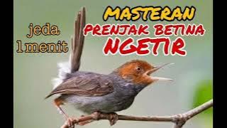 masteran prenjak betina ngetir jeda 1 menit