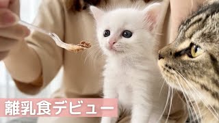 子猫が離乳食を自力で食べられるようになるまでの道のり…