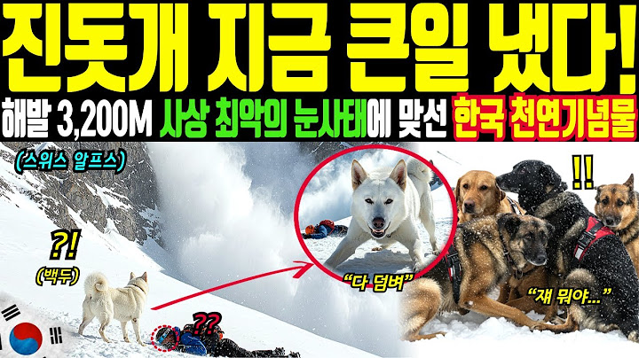 모두가 포기했던 알프스 고립지대, 한국 진돗개 한 마리에 스위스가 울었다 [해외감동사연]