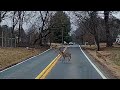 Pixelated Driving Distractions:  DEERPOCALYPSE NOW EDITION!!!  Dashcam