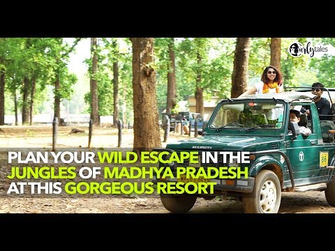 The Jungle Of Kanha In Madhya Pradesh | Curly Tales