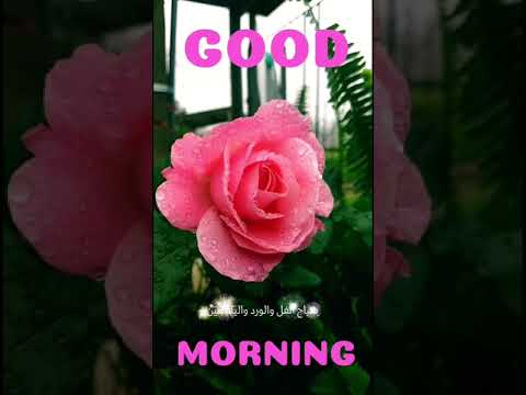 صباح الفل والورد والياسمين