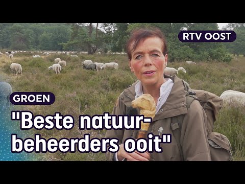 Extra geld voor schaapskuddes, maar zijn schapen onmisbaar? | RTV Oost