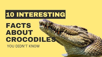 10 Interesting Facts About Crocodiles You Didn