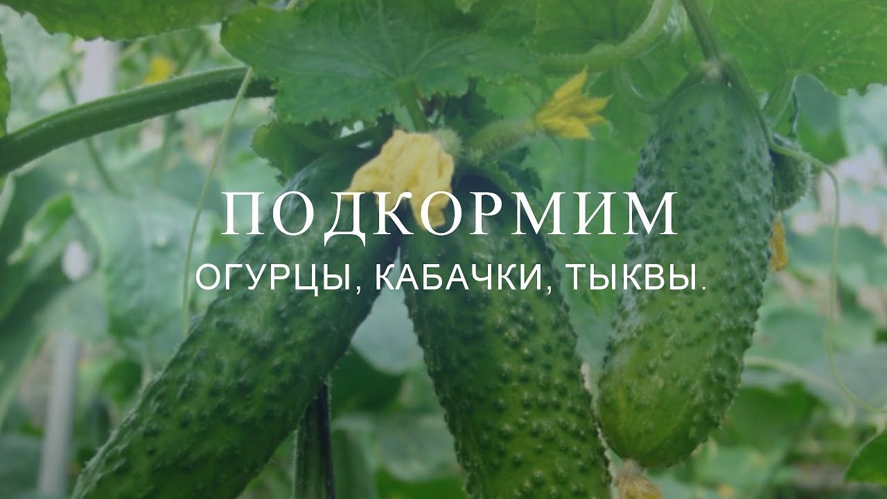 Лучшая подкормка для огурцов Лучшая подкормка для огурцов