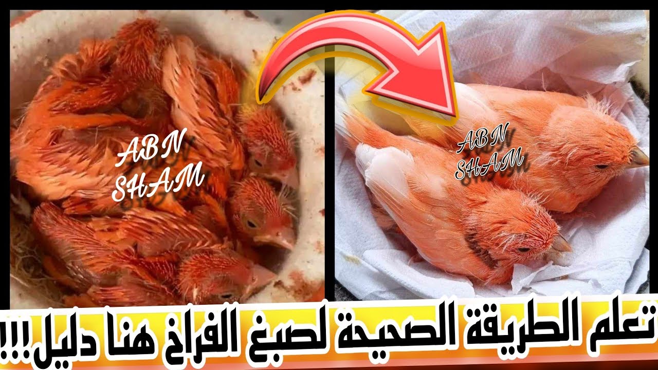 أفضل صبغة طبيعية تقدم للموزييك الأحمر والريد فكتر او اي نوع حامل لجينات الحمراء قدمها وشوف النتيجة