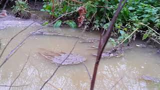 Dereboyu Sarmaşık 4K Ultra 