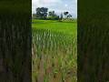 Village paddy field paddy paddyfarming paddycultivation