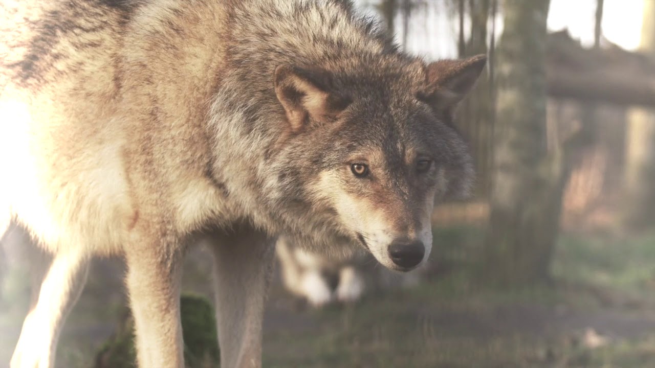 NICOLA AGUS   ATLANTIC