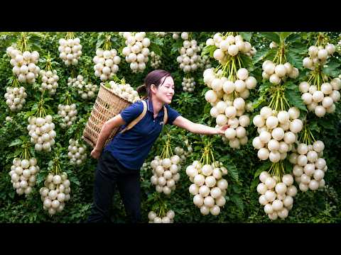 Harvesting Giant Mutant Purple Yams in the Forest to Sell | Harvesting & Cooking