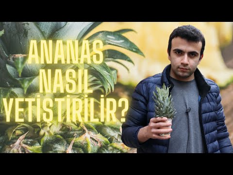 Video: Ananas Nasıl Ve Nerede Büyür?