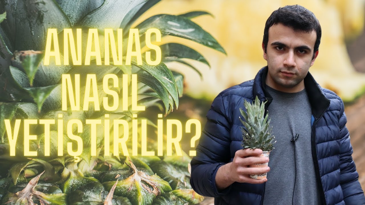 ANANAS YETİŞTİRMEK (Ananas Nasıl Yetişir?) - YouTube
