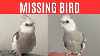 Cockatiel Bird Search