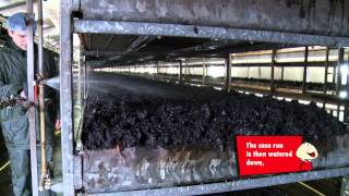 Mushrooms - Growing & Picking Mushrooms - Growing & Picking