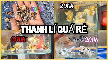 SỐC THẬT SỰ - Thanh Lý Combo Cá Molly Giá Cực Rẻ - Đẹp Lung Linh -  Nuôi Chơi Tết Bao Đã