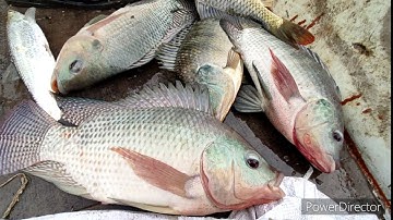 kích cá dúp dân hai ông cháu bắt 20 ký rô phi khủng