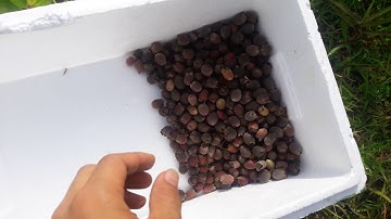 sỉ sim rừng miền bắc số lượng lớn Zalo 0942926116