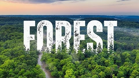 Jungle Text Effect Editing in Canva | Create Stunning Nature-Inspired Typography #canva