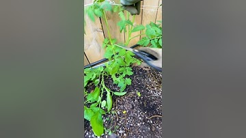 How to prune tomatoes. #tomato #tomatoes
