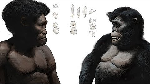 New Australopith Just Dropped...What Does it Mean?