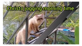christo playing Dali Life returns/Persian cat kitten videos/cute cat videos by Ponnu & Friends 174 views 1 year ago 2 minutes, 55 seconds