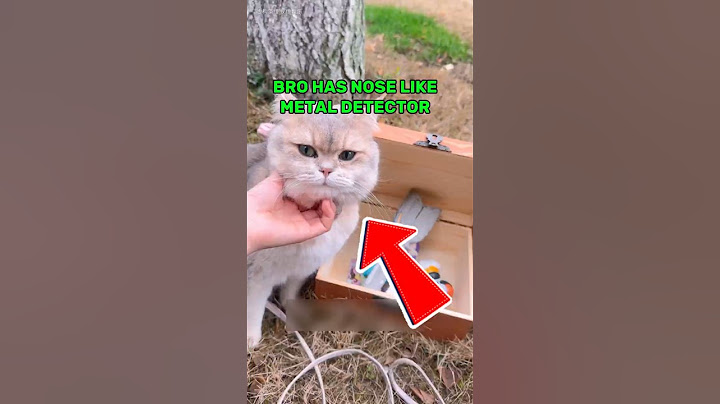 This Cat Accidentally Found Hidden Treasure😂 #cat #funny #shorts