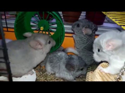 Video: Kuinka Pitää Chinchilla