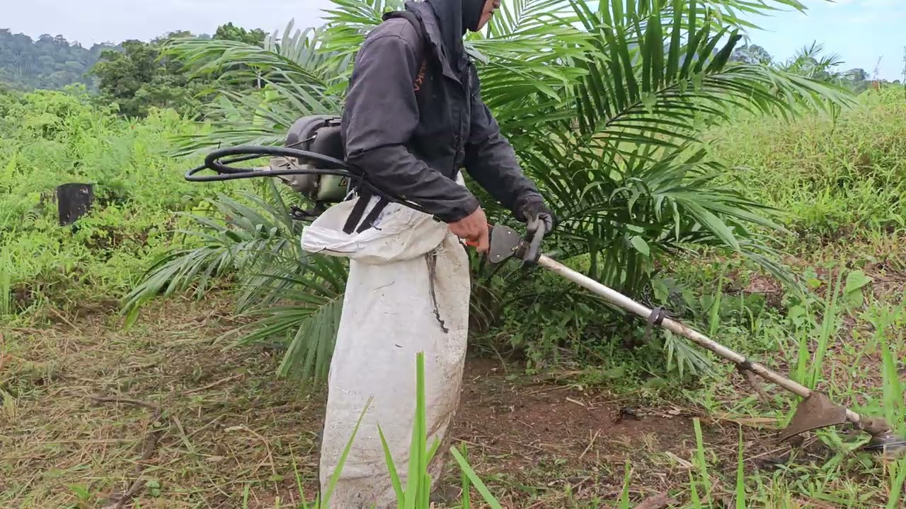 #Mesin Menderu,Gulma Tumbang: Rahasia Kebun Sawit Kinclong dengan Mesin Potong Rumput!