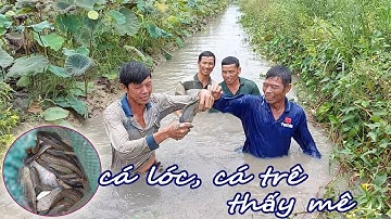 TRÚNG MÁNH MƯƠNG SEN TOÀN CÁ LÓC CÁ TRÊ DÍNH LIỀN CON. T346