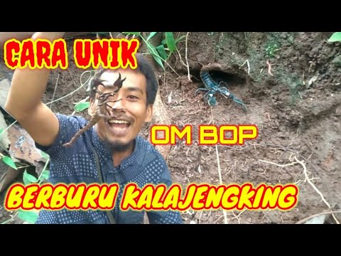 CARA MENANGKAP KALAJENGKING DI SARANGNYA