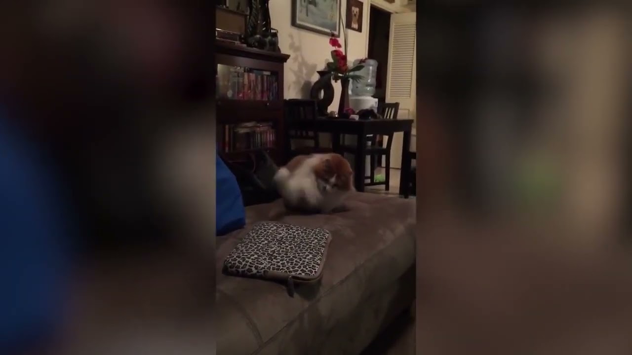 Funny Animal Fails 2016    Best Fails Compilation By FailADD