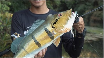 Searching out the Peacock Bass with the TOUGHFIA Skygazer Minnow 60S!