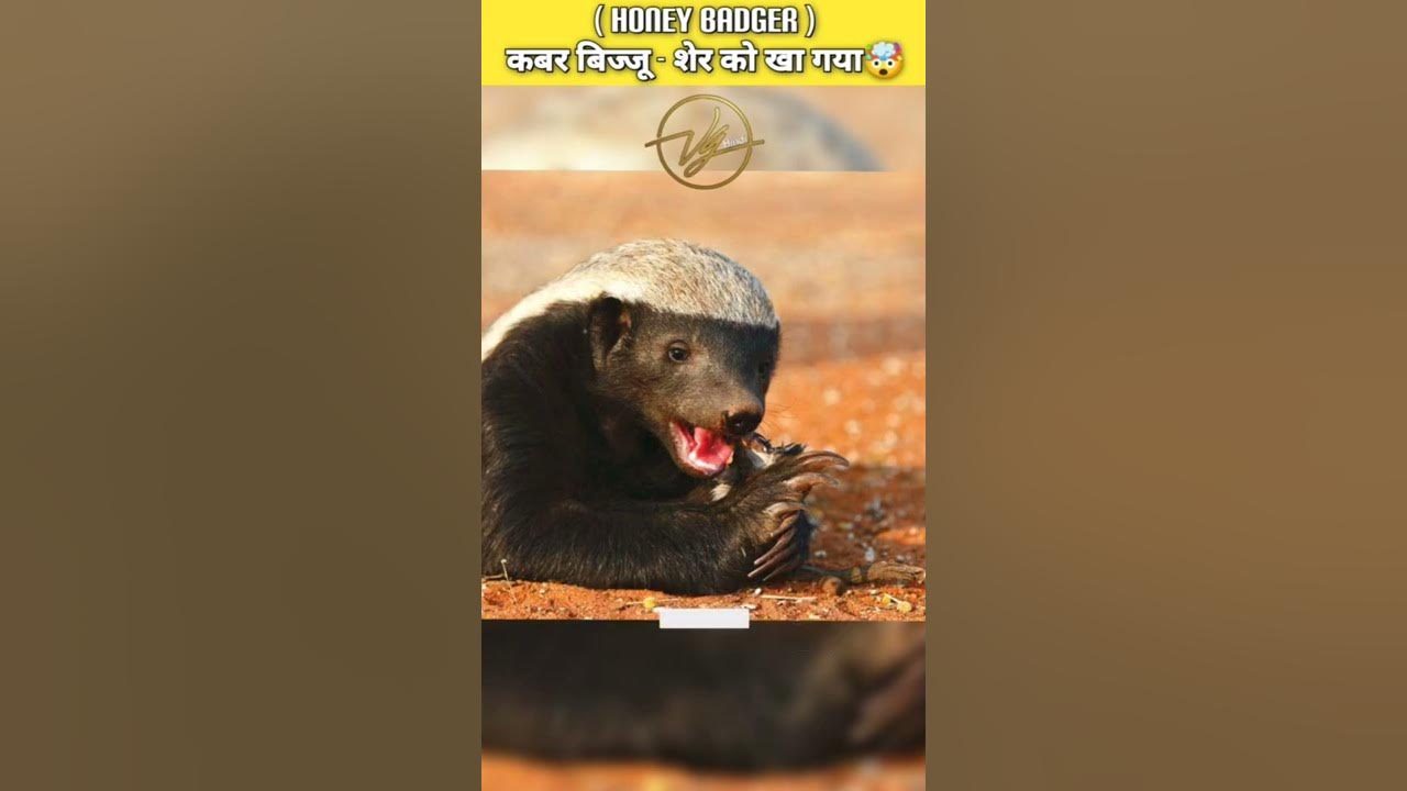 Kabar Bijju honeybadger kabarbijju shorts facts kabar-bijju-honeybadger-kabarbijju-shorts-facts
