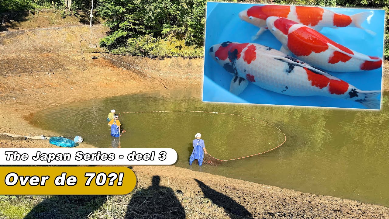Harvest bij Nogami! Hoe groot is mijn Kindai Showa geworden? 🇯🇵🐟