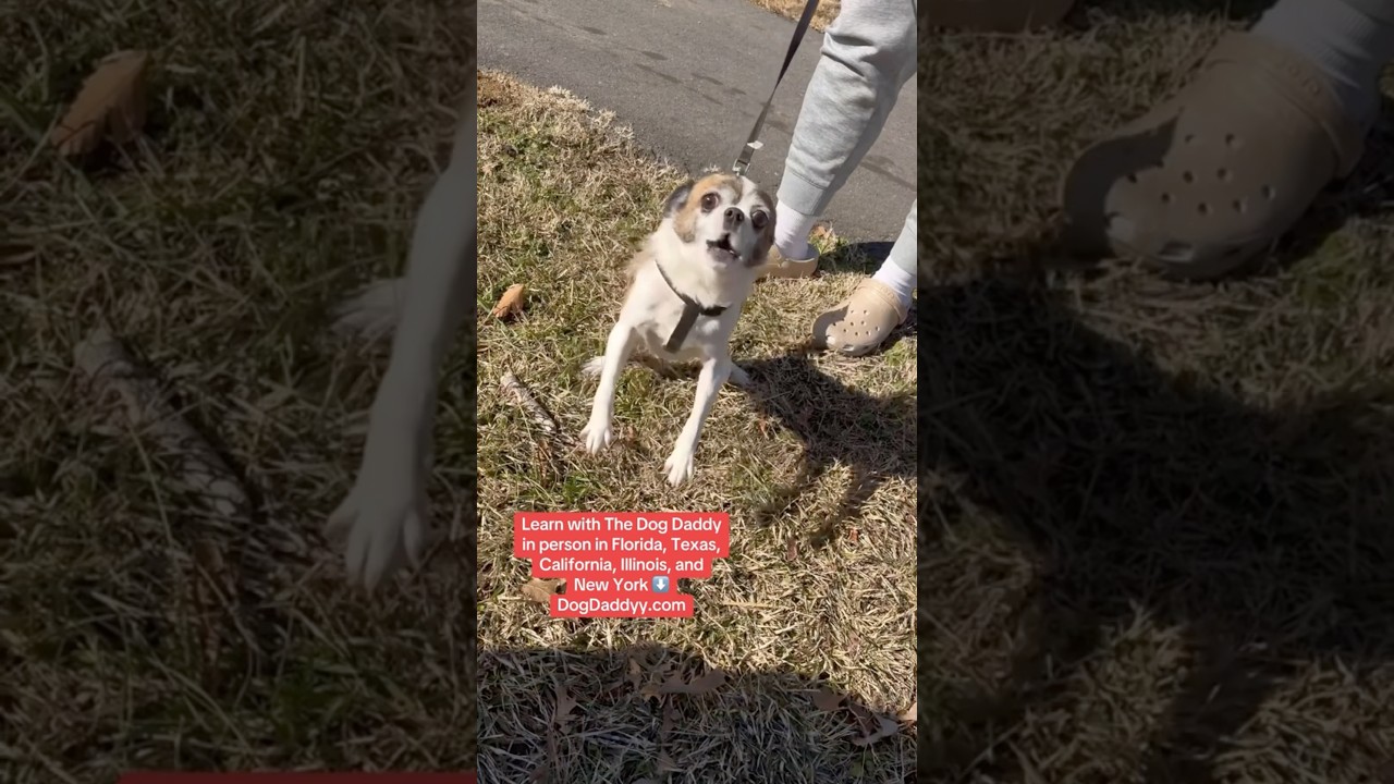 Taming An Angry Chihuahua Mix.