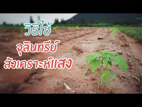 วิธีใช้จุลินทรีย์สังเคราะห์แสงในการเกษตร
