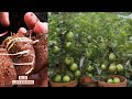 Guava airlayering technique  - How to Clone your fruit trees