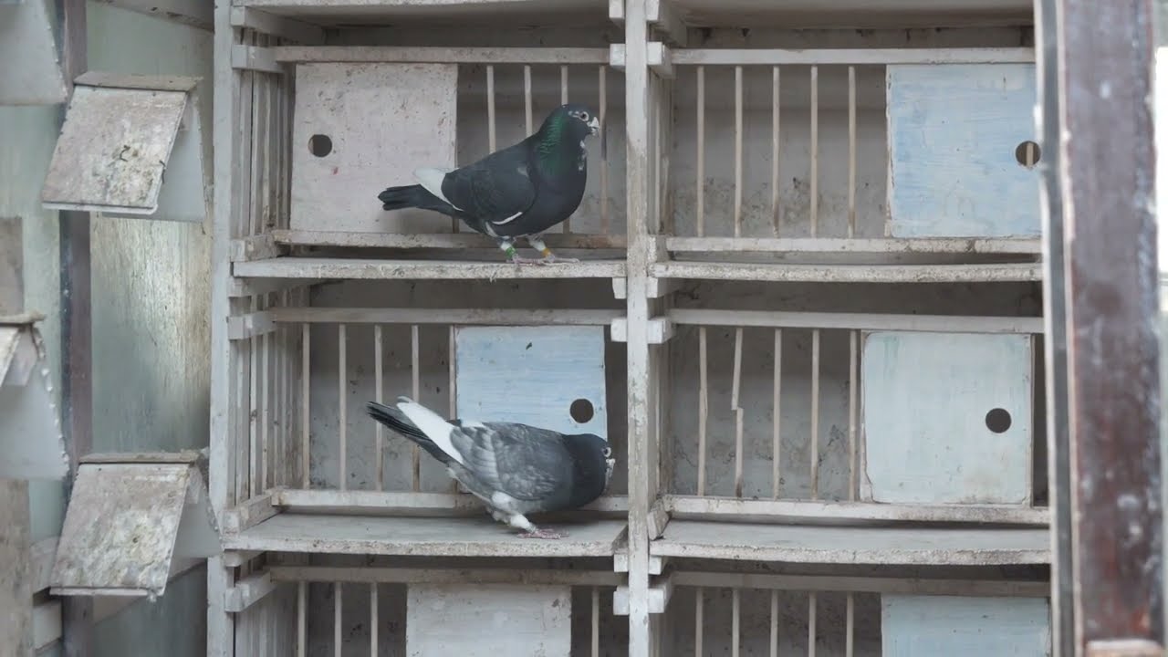 Gołębie Fabry 14 styczeń 2023