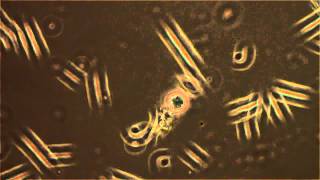Round Flagellate - Unknown Species