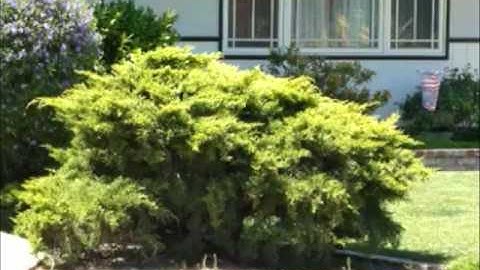 The Juniper Project - Part 4: Completion of the new pruning