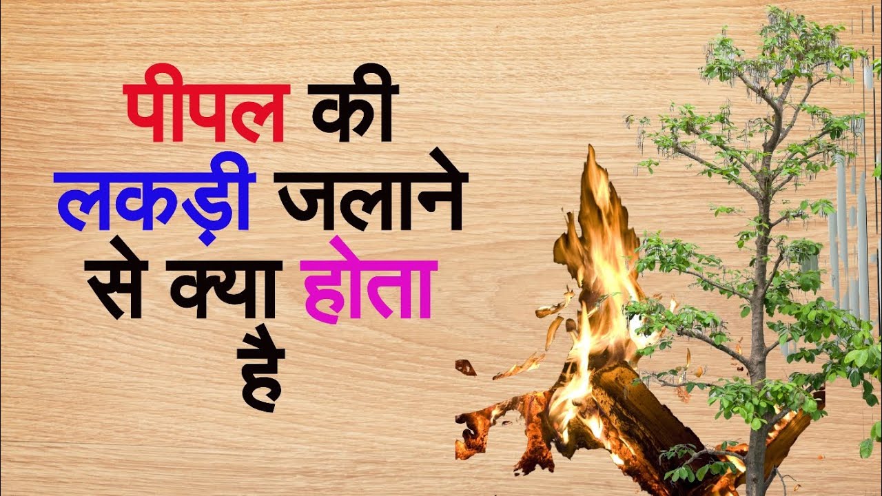 पीपल की लकड़ी जलाने से क्या होता है/pipal ki lakdi jalane se kya hota