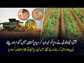 Amazing Chinese Intercropping technology introduced in Pakistan || Gwadar CPEC