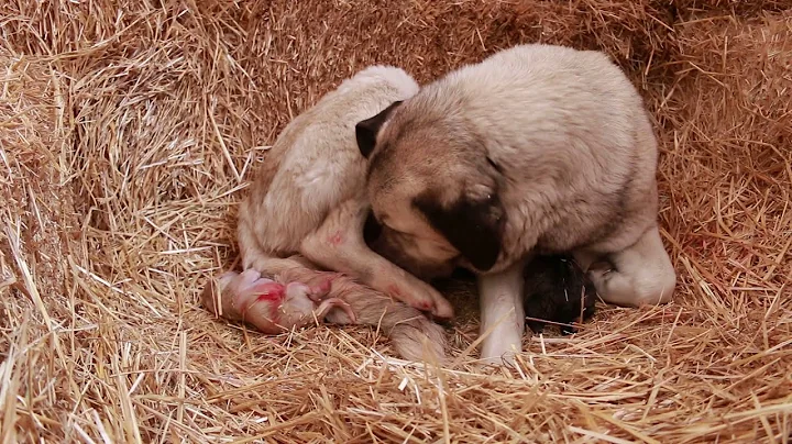 Anatolian Shepherd / Kuvasz Farm dog gives birth 2018 - real & raw farm life