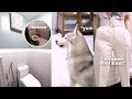 VLOG: feeding my dogs, CR &amp; bathroom renovation | Amy Talaboc